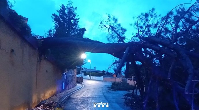 Un arbre caigut per la pluja