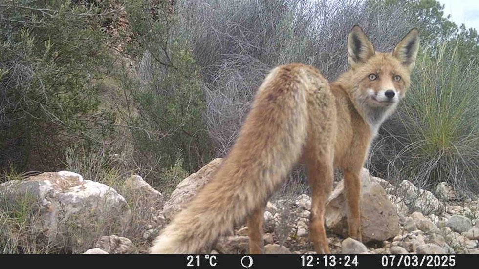 Ejemplar De Zorro Captado Por Las Cámaras De Fototrampeo.