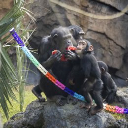 Familia de chimpancés en Bioparc