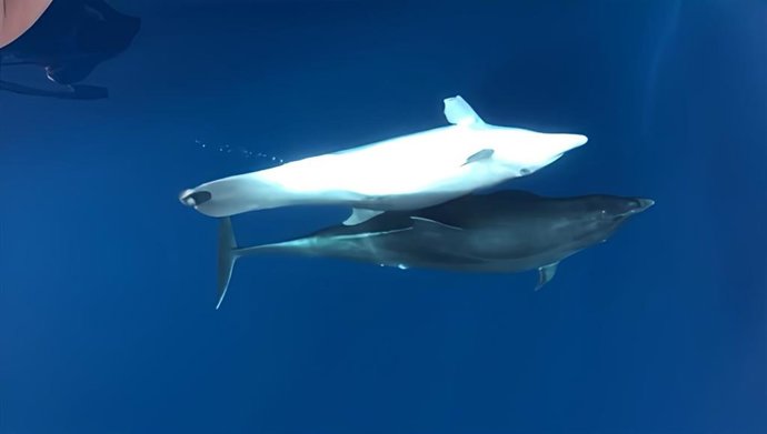 Un delfín hallado en Nules es el cetáceo con amputaciones severas que registra la mayor supervivencia documentada