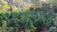 Siete detenidos tras desmantelar plantaciones de marihuana en las provincias de Alicante y Tarragona