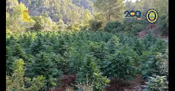 Siete detenidos tras desmantelar plantaciones de marihuana en las provincias de Alicante y Tarragona