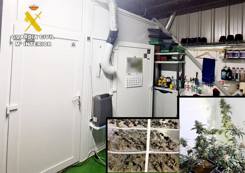 Plantación de marihuana en una nave industrial de Val de San Vicente