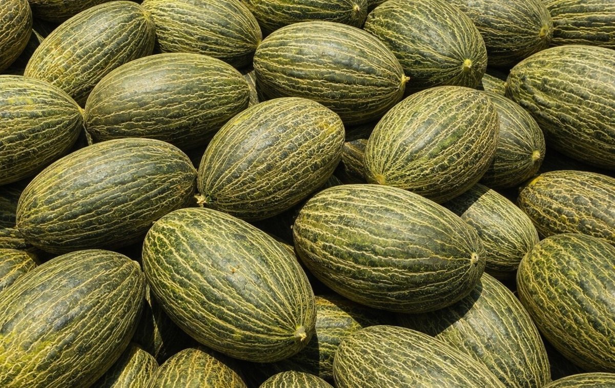 Agricultores alertan de la entrada ilegal de melón de Brasil en Canarias y avisan de que acudirán a la Fiscalía