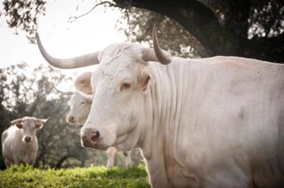 Archivo - Ejemplar de Blanca Cacereña