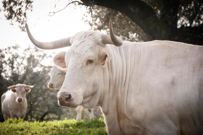 Archivo - Ejemplar de Blanca Cacereña