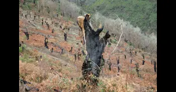 El calentamiento global y las emisiones de CO2 hace 56 millones de años provocaron incendios forestales masivos