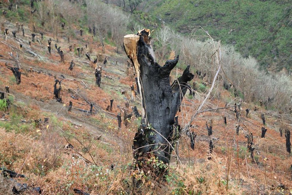 Sierra afectada por un incendio forestal