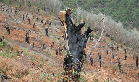 notibrasil sociedade