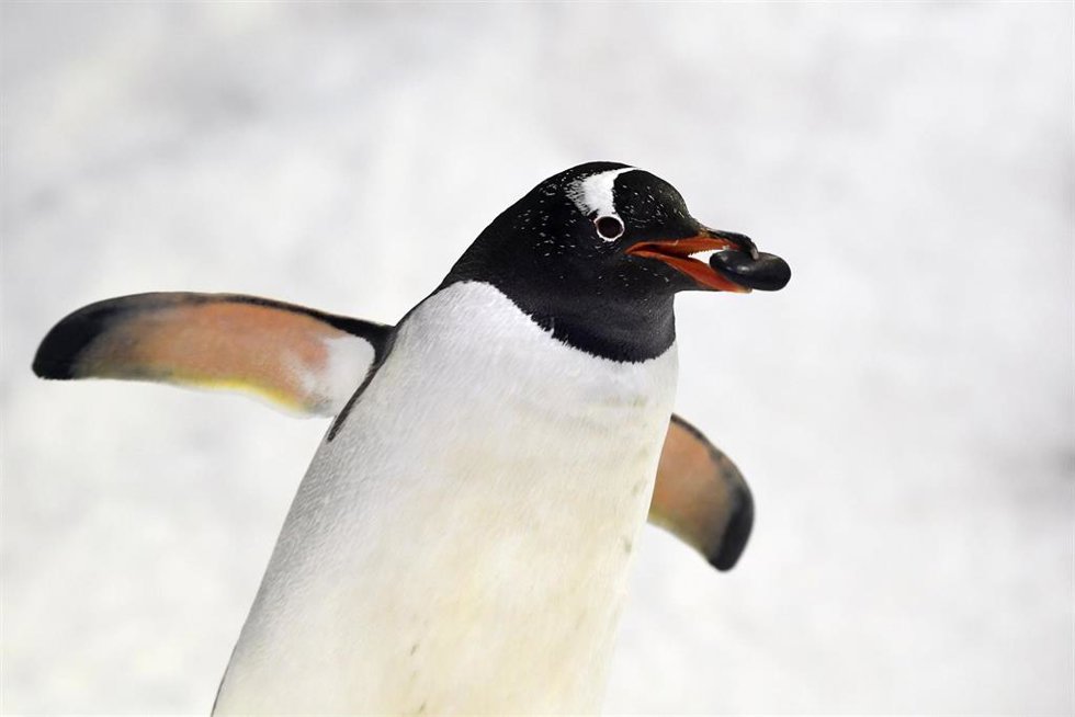 Archivo - Pingüino 