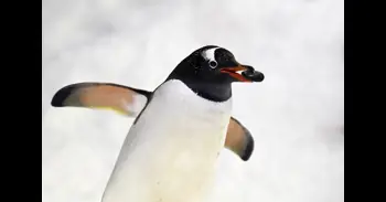 La sorprendente adaptación climática de los pingüinos antárticos