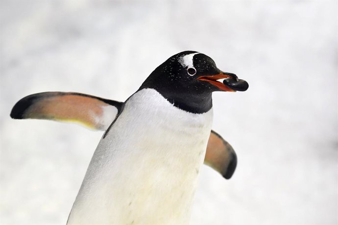 Archivo - 17 September 2019, Australia, Sydney: A Gentoo penguin is seen picking up rocks to make a nest at Sydney Aquarium. Photo: Joel Carrett/AAP/dpa