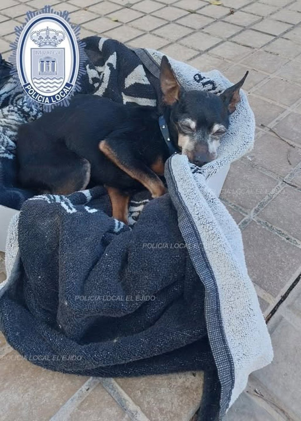 Perro rescatado.