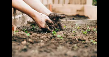 Si tiras la ceniza de tu estufa, estás desaprovechando un recurso para tu huerto o jardín: por qué y cómo usarla