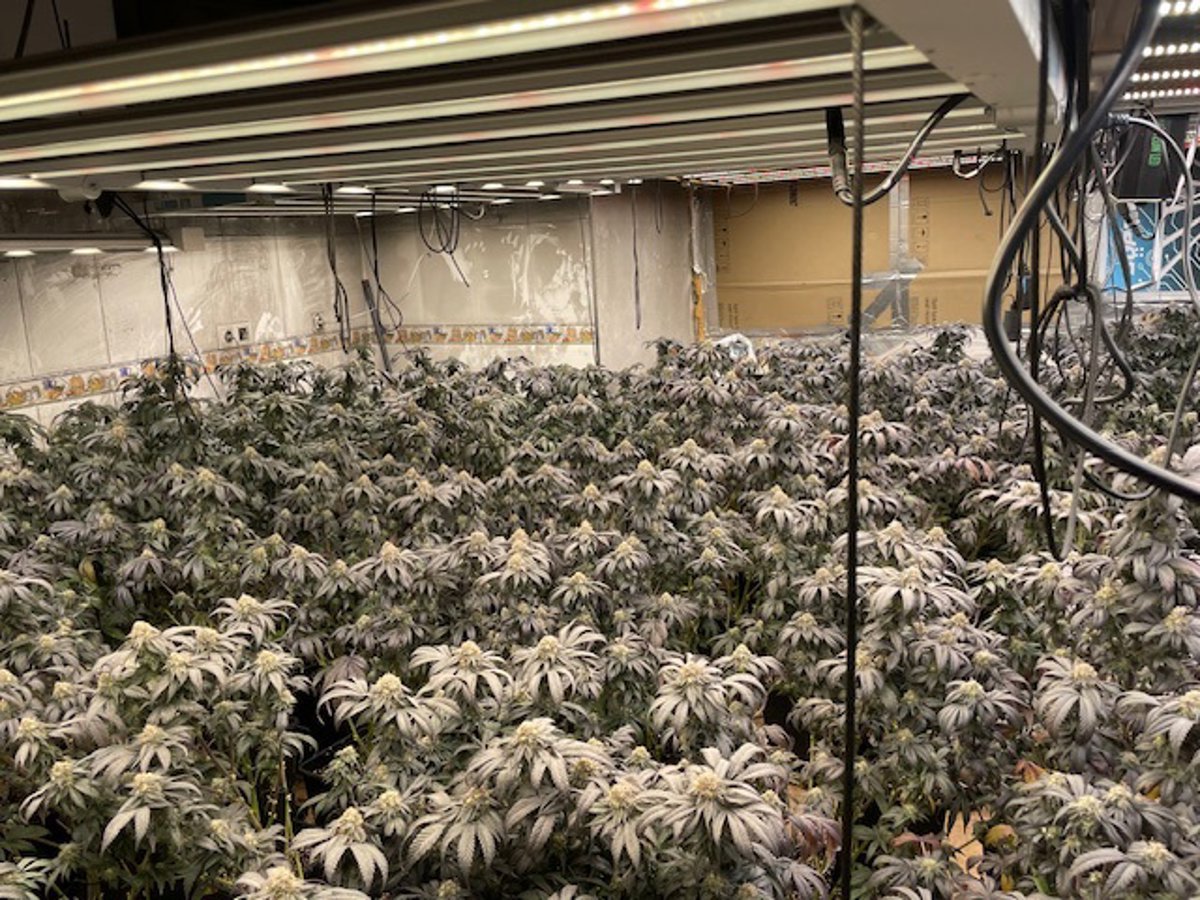 La Policía Nacional desmantela tres plantaciones de marihuana en un edificio del Polígono de la Paz (Murcia)