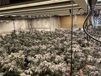 La Policía Nacional desmantela tres plantaciones de marihuana en un edificio del Polígono de la Paz (Murcia)