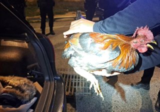 Uno de los animales rescatados por la Policía Local de Elche (Alicante) durante un control en un vehículo