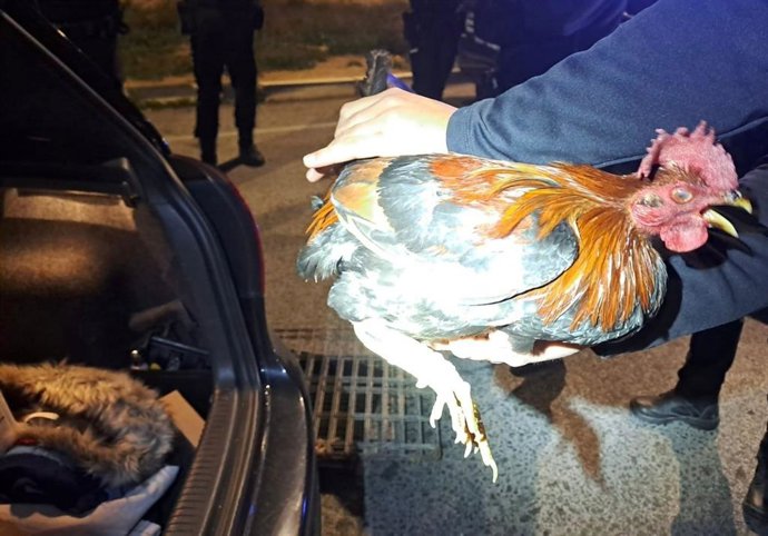 Uno de los animales rescatados por la Policía Local de Elche (Alicante) durante un control en un vehículo