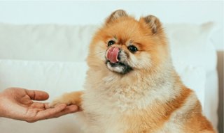 Por qué tu perro lame tus piernas al salir de la ducha (y no es un problema de obediencia)