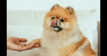 Por qué tu perro lame tus piernas al salir de la ducha (y no es un problema de obediencia)