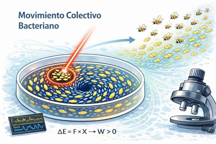 Investigadores de la UCM descubren el secreto del movimiento bacteriano para mejorar el control de infecciones