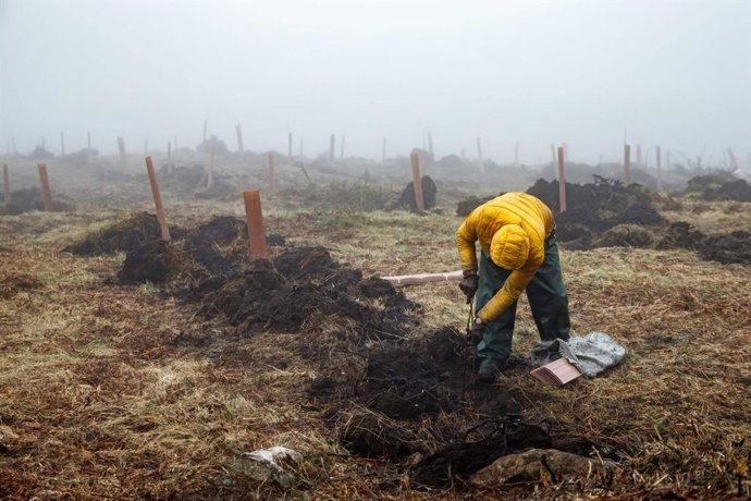 La reforestación como motor económico en zonas rurales afectadas por la despoblación