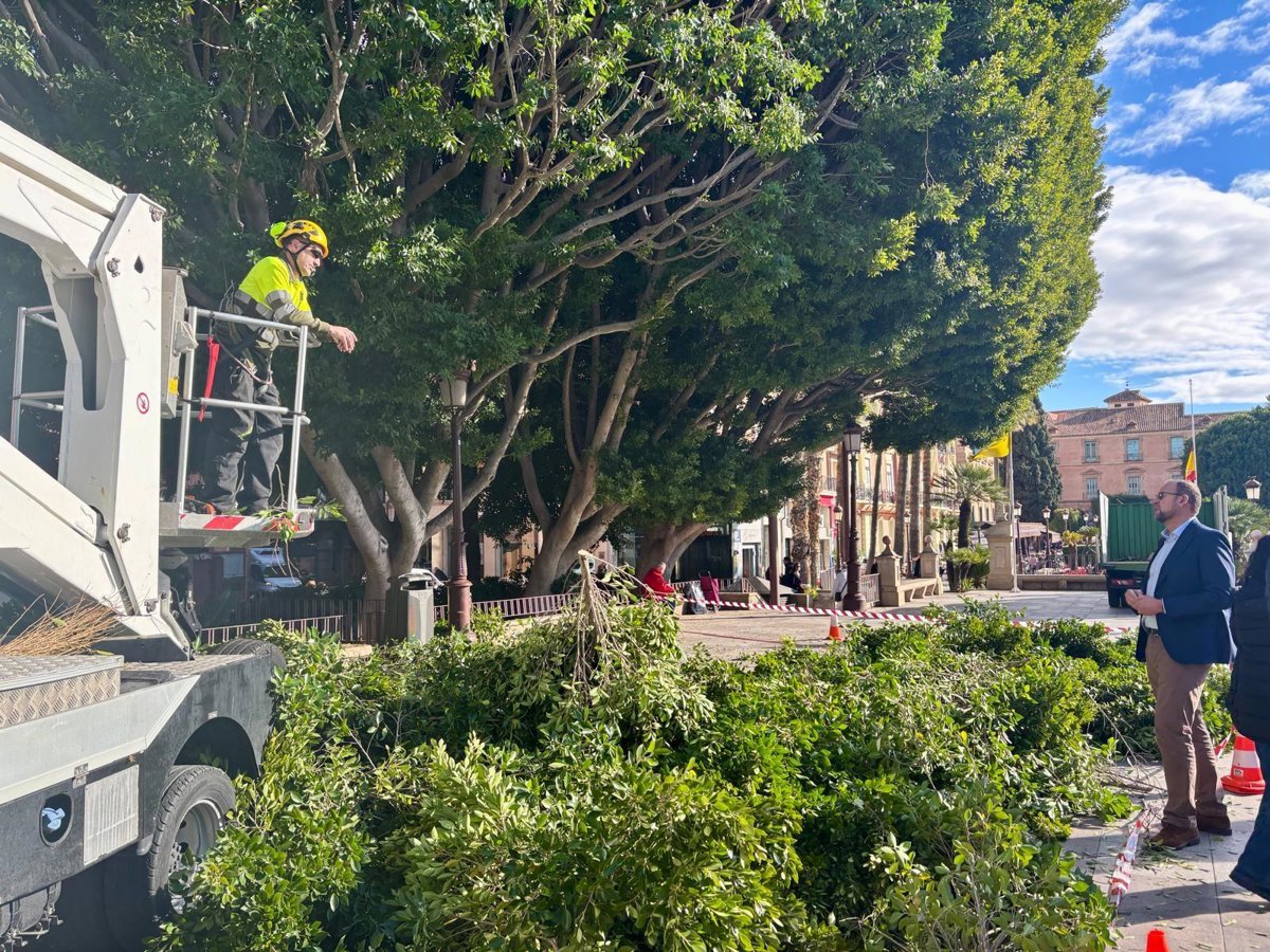 Los ficus de La Glorieta se someten a labores de vigilancia y mantenimiento para garantizar su salud