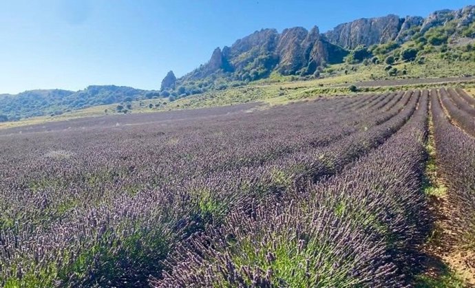 Archivo - Campo experimental de lavanda ubicado en el paraje de 'Ordoyo', perteneciente al término municipal de Quel