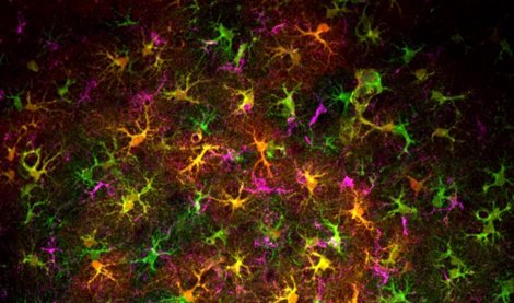 notibrasil sociedade