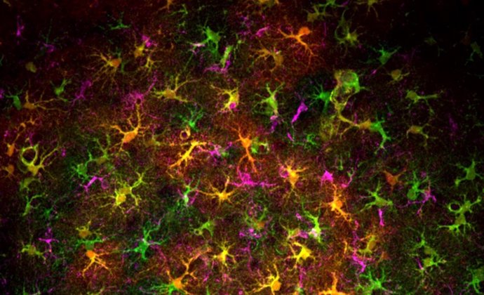 Archivo - Arquivo - Um pequeno grupo de células está envolvido na perda de memória causada pelo cannabis em adolescentes