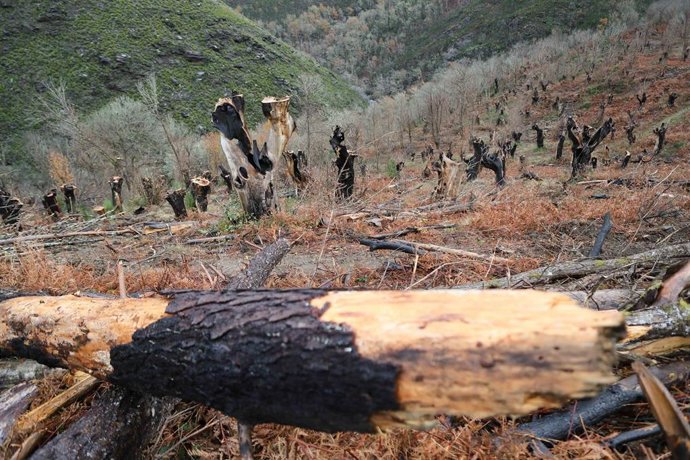 Archivo - Incendio forestal 