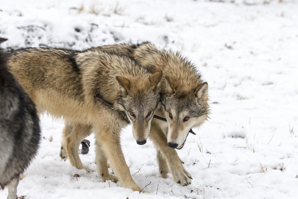 Asturias rechaza en el TS el recurso de ASCEL contra su Plan de Gestión del lobo porque la situación ha cambiado