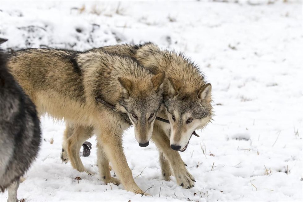 Lobos.