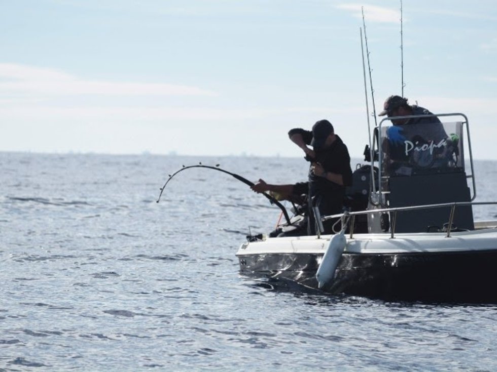 Pescadores recreativos en pleno combate con un atún rojo durante la jornada de marcaje científico del Scientific Angler Tagging Tour en lAmetlla de Mar (Tarragona).