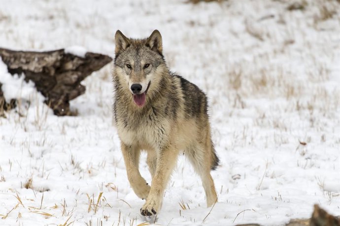 December 26, 2025, Kalispell, Mt, USA: A pack of tundra wolves moves through a snowy forest, nuzzling and pacing together in quiet unity, sharing playful moments and trust before instincts sharpen and they set out to hunt.