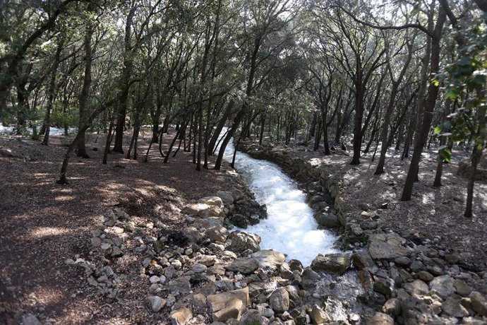 Archivo - Ses Fonts Ufanes brotan tras las lluvias