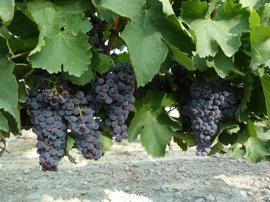 Foto: GOBIERNO DE ARAGÓN - Archivo