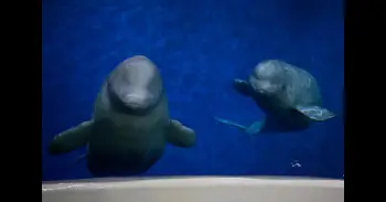 Las ballenas beluga de Alaska intercambian parejas para sobrevivir a largo plazo