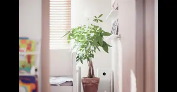 Cinco lugares donde nunca debes colocar un deshumidificador en casa