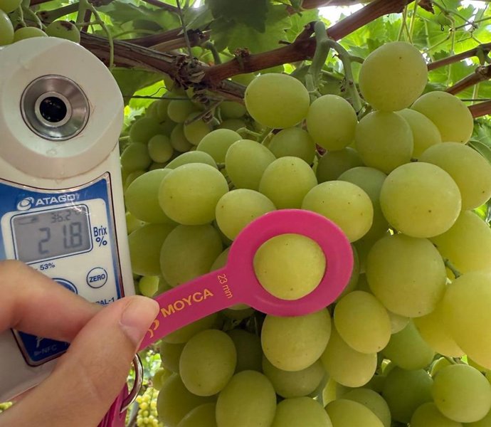 Un momento del proceso del control de calidad de la uva de Moyca