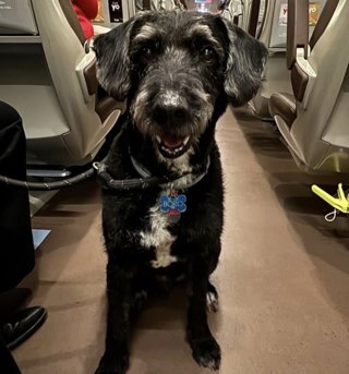El perro Boro desaparecido tras el accidente de trenes de Ademuz.