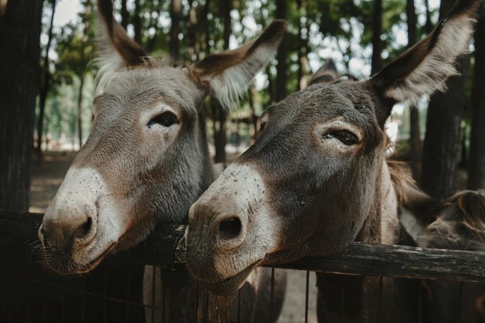 Dos asnos
