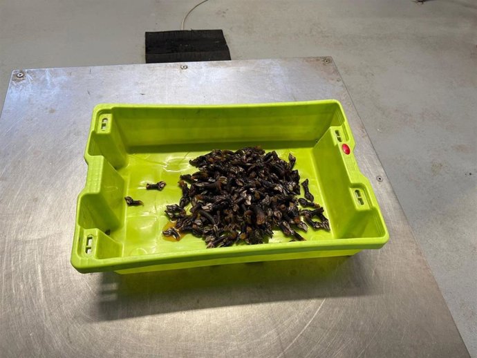 Percebes inacautados.