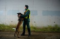 Cuatro perros de la Guardia Civil participan en la búsqueda de víctimas en los trenes en Adamuz (Córdoba)