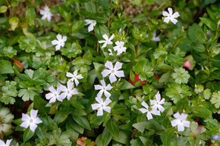 Archivo - Árboles en flor.