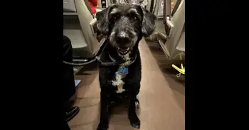 Localizan con vida al perro Boro, aunque todavía no han podido capturarlo, según PACMA