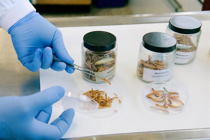 Laboratorios del IGM donde se investigan insectos para alimentar al ganado.