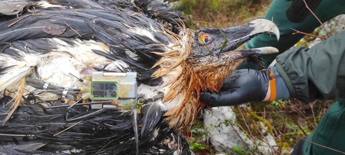 Ejemplar de quebrantahuesos muerto envenenado hallado en Picos de Europa