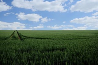 Archivo - Agricultura abona el anticipo de la PAC más rápido de la historia, con más de 217 millones de euros.