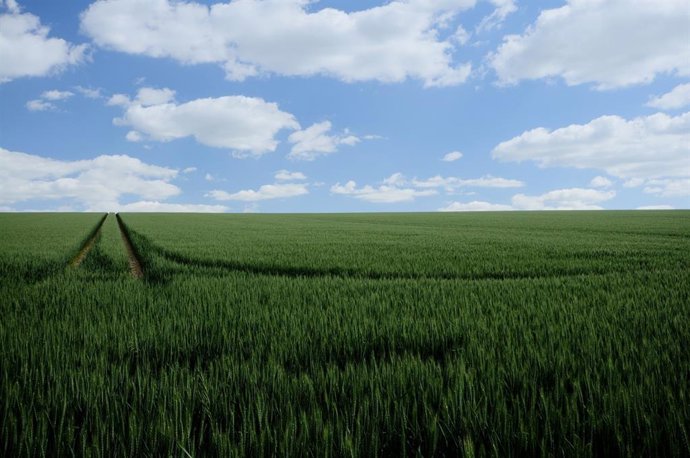 Archivo - Agricultura abona el anticipo de la PAC más rápido de la historia, con más de 217 millones de euros.